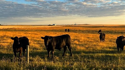 Bull_Landscape.jpg