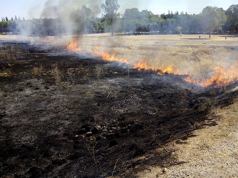 Incendio_Sevilla_Este_agosto_de_2014