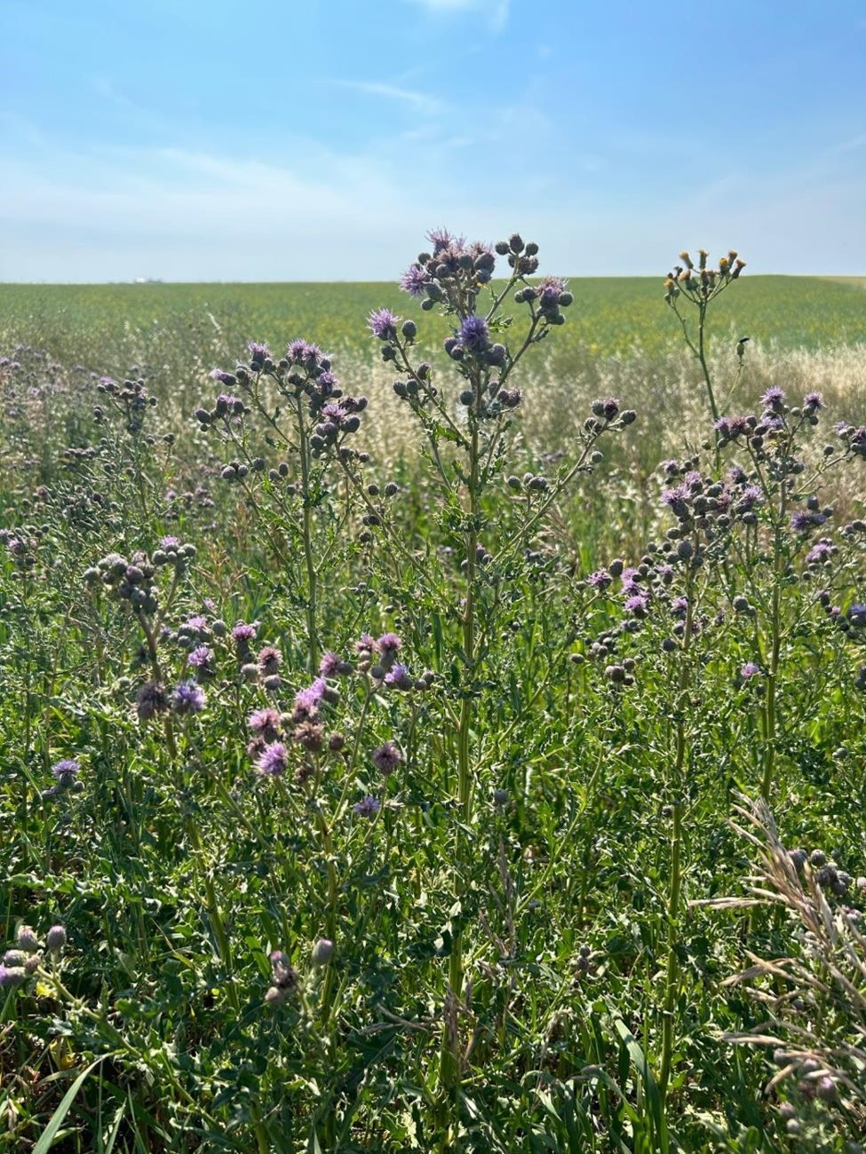 Canada Thistle