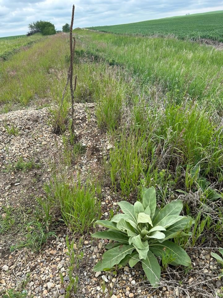 Common Mullein