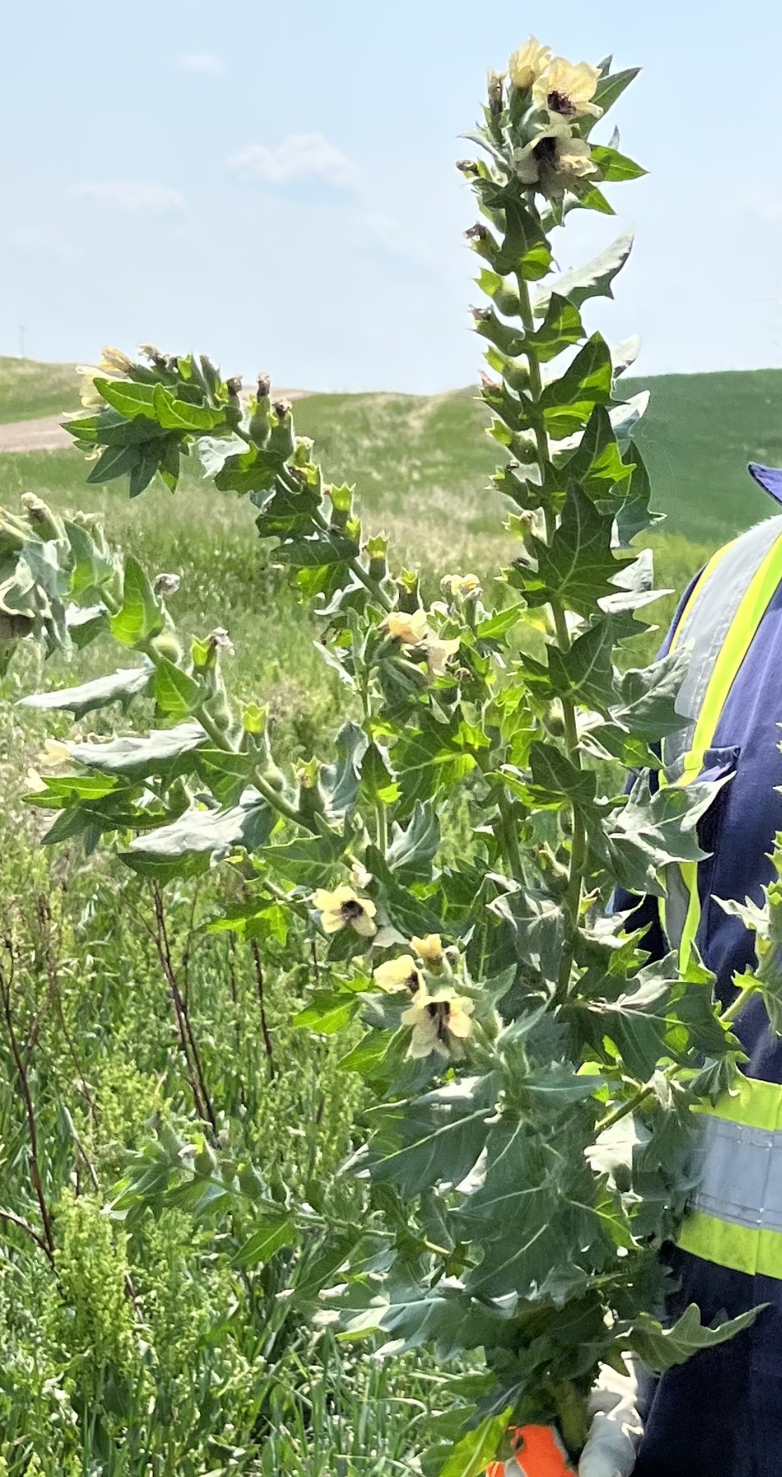 Black Henbane Hand Pulled