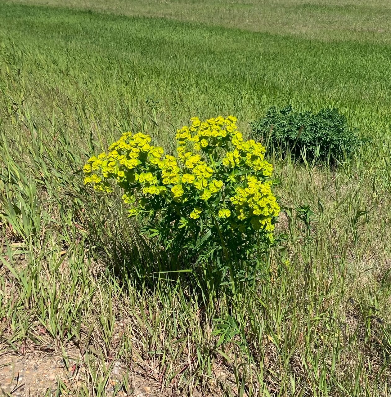 Leafy Spurge