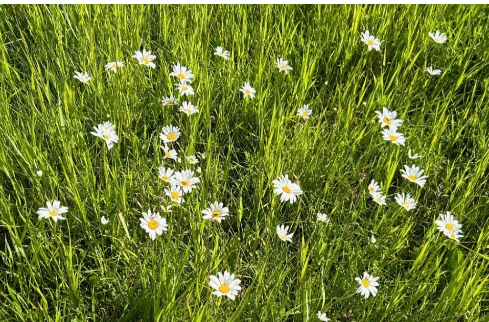 Oxeye Daisy