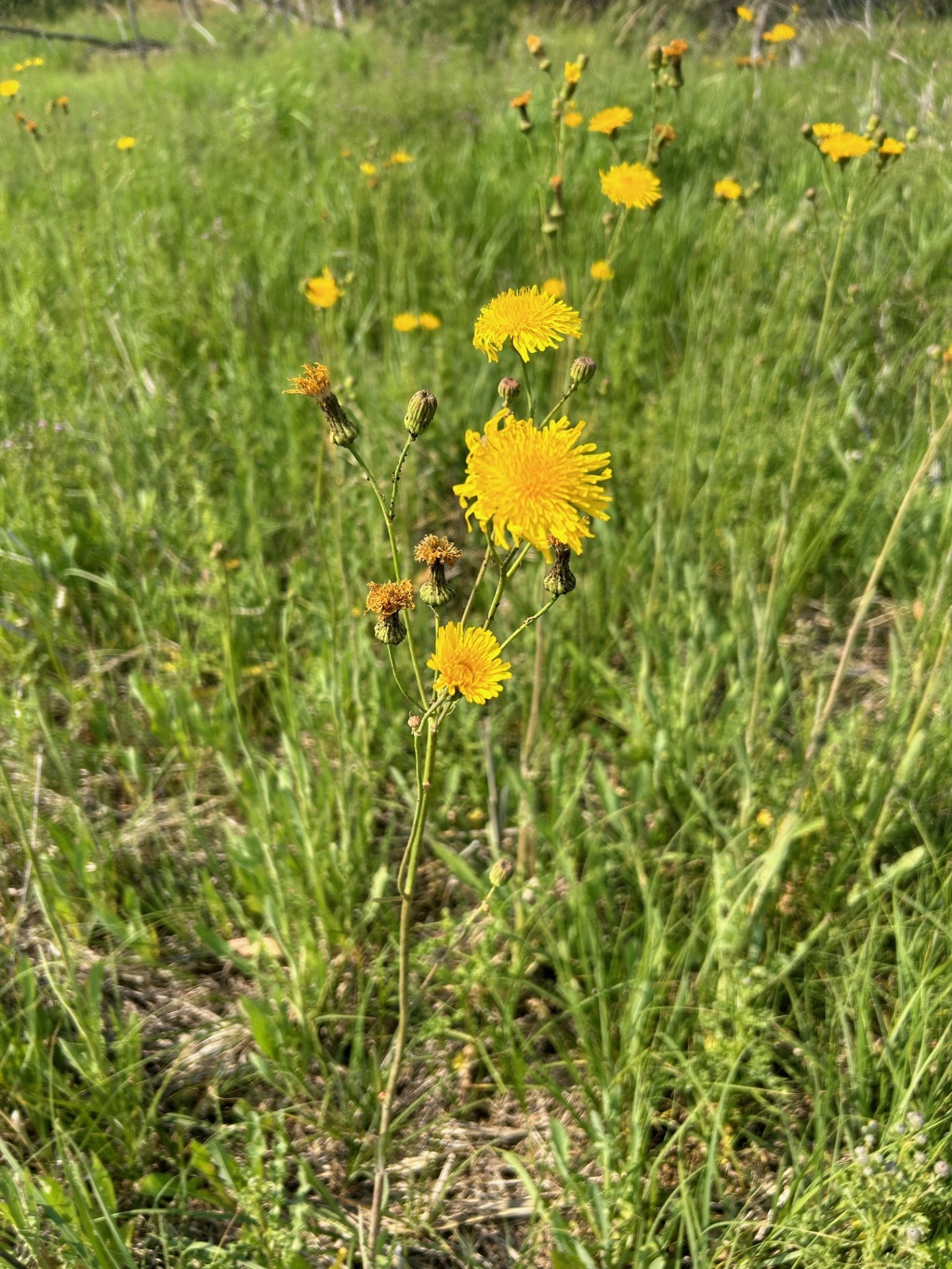 Sow Thistle