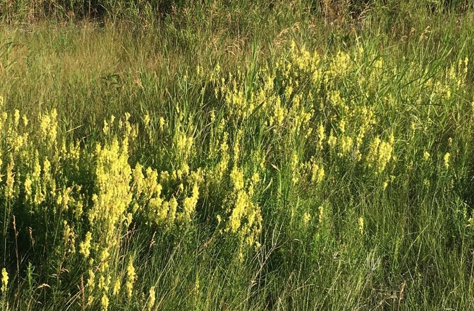 Yellow Toadflax