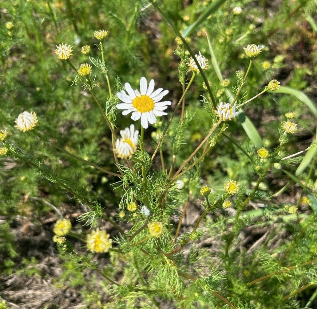 Scentless Chamomile